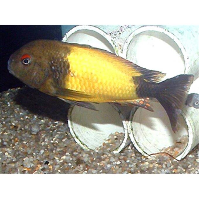 Tropheus moorii ikola
