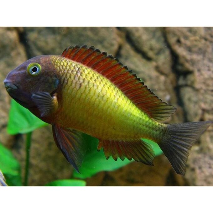 Tropheus moorii ilangu