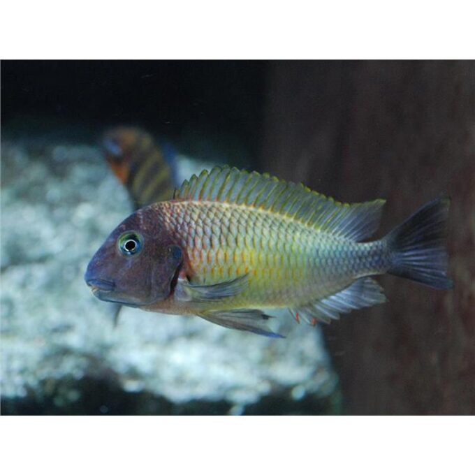 Tropheus moorii linangu