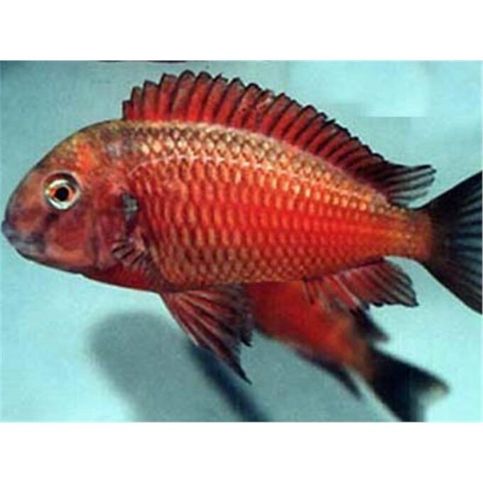Tropheus moorii moliro