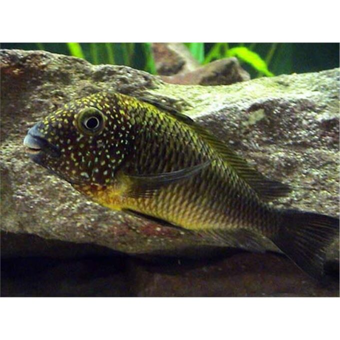 Tropheus moorii murago