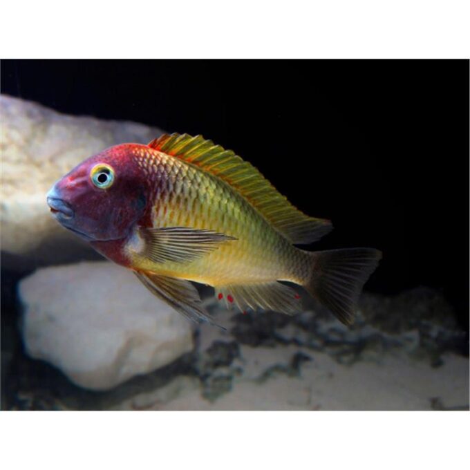 Tropheus moorii nkonde