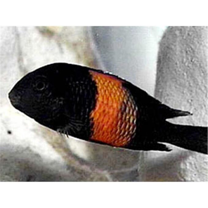 Tropheus moorii orange I