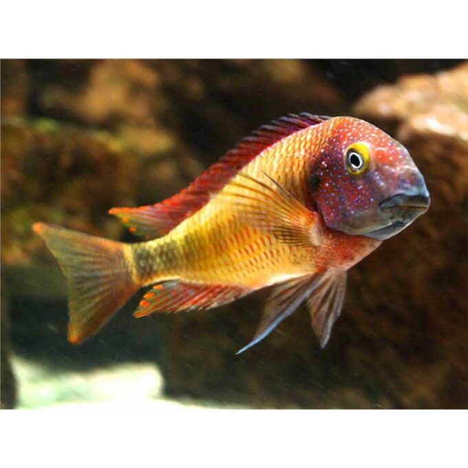 Tropheus moorii orange II bemba