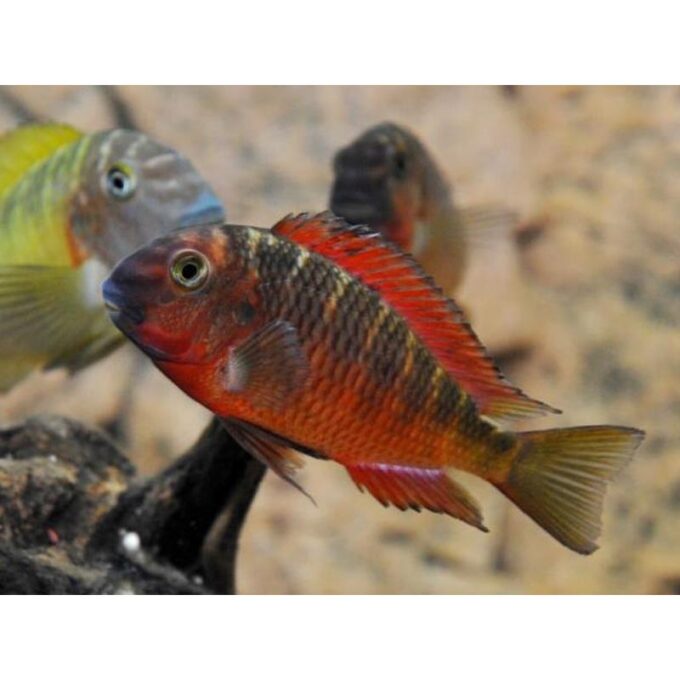 Tropheus moorii sambia red