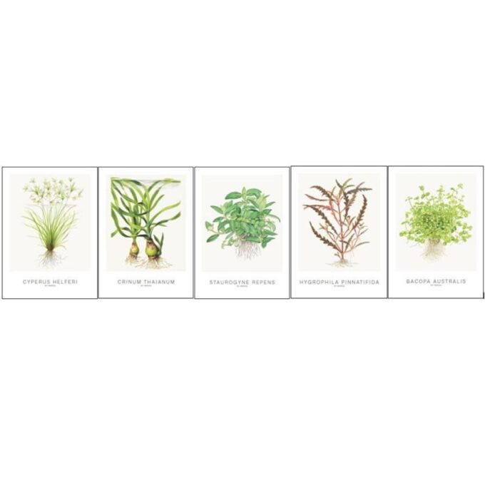 Tropica Art Cards 5 buc - 13x18 cm (Cyperus)