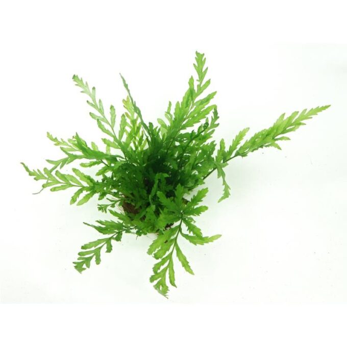 Tropica Bolbitis heudelotii
