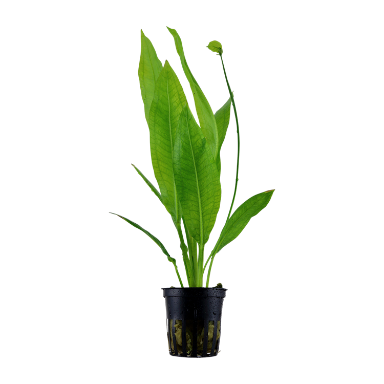 Tropica Echinodorus bleheri