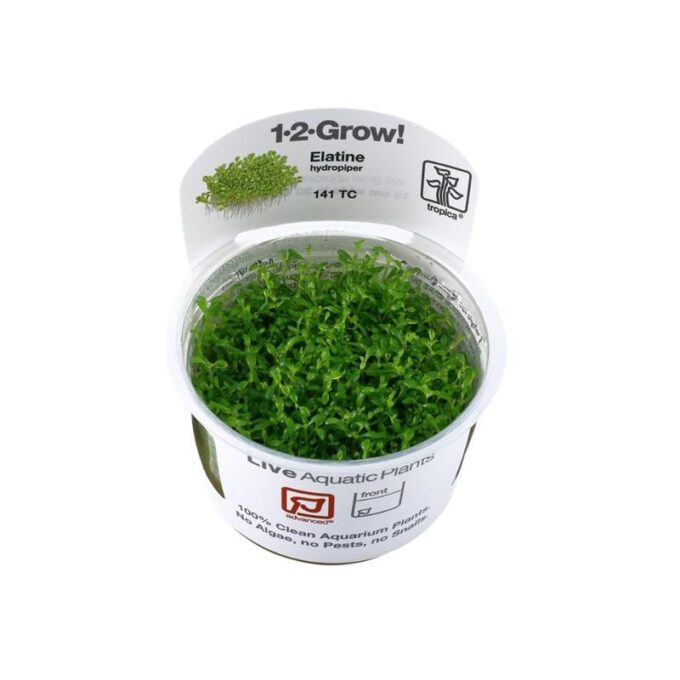 Tropica Elatine Hydropiper in Vitro