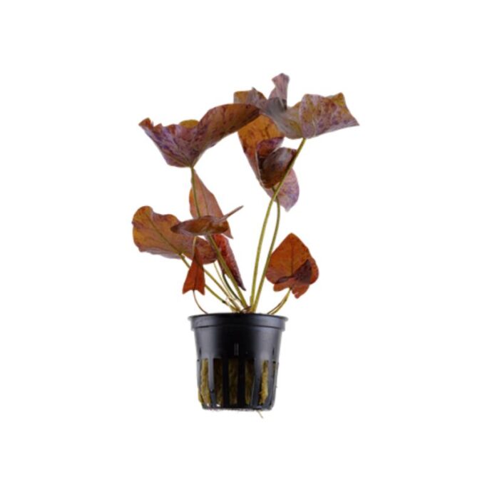 Tropica Nymphaea lotus