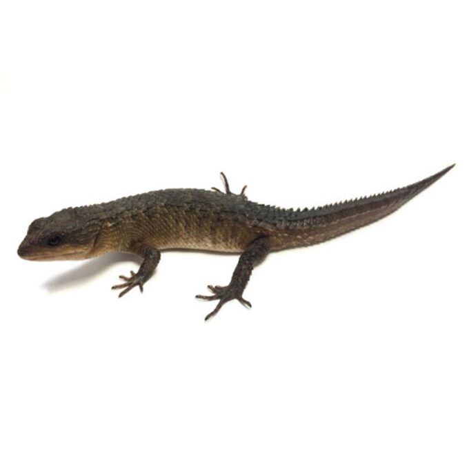 Tropidophorus baconi