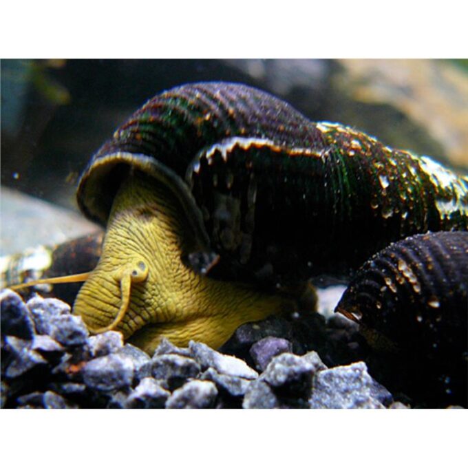 Tylomelania yellow rabbit