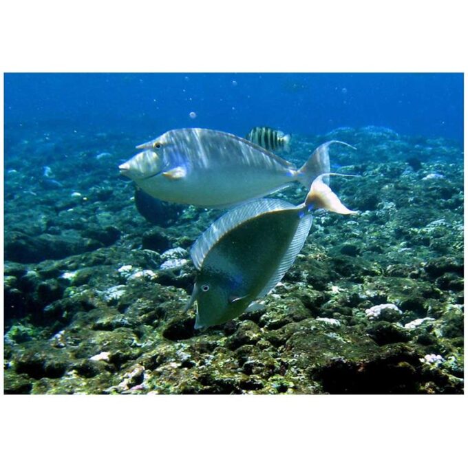 Unicornfish bluespine (Peste Unicorn cu Spini Albastri)
