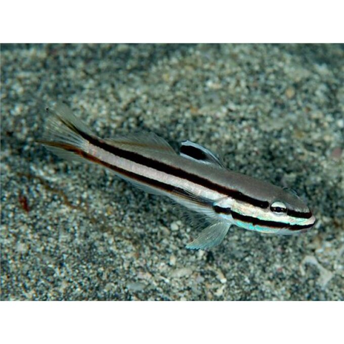 Valenciennea helsdingenii