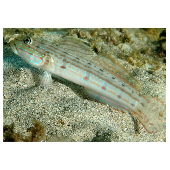 Valenciennea longipinis