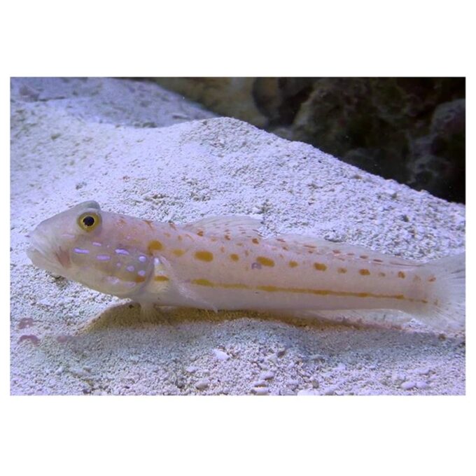 Valenciennea puellaris
