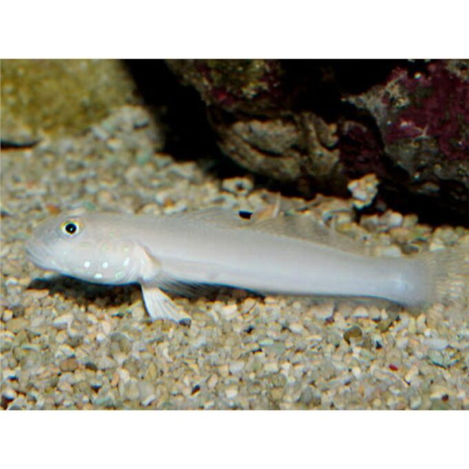 Valenciennea sexguttata
