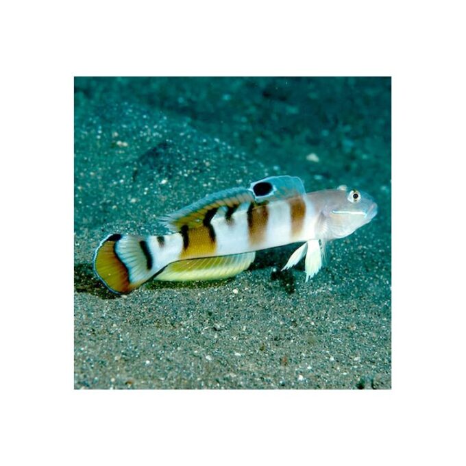 Valenciennea Wardii Tiger goby