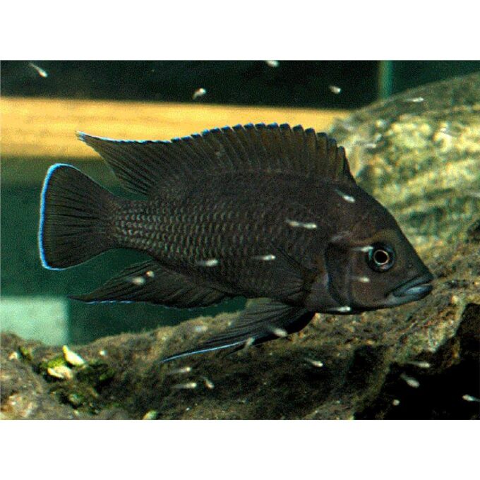 Variabilichromis moorii