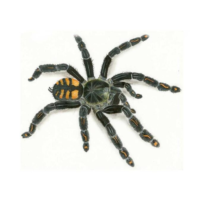Venezuelan Suntiger tarantula