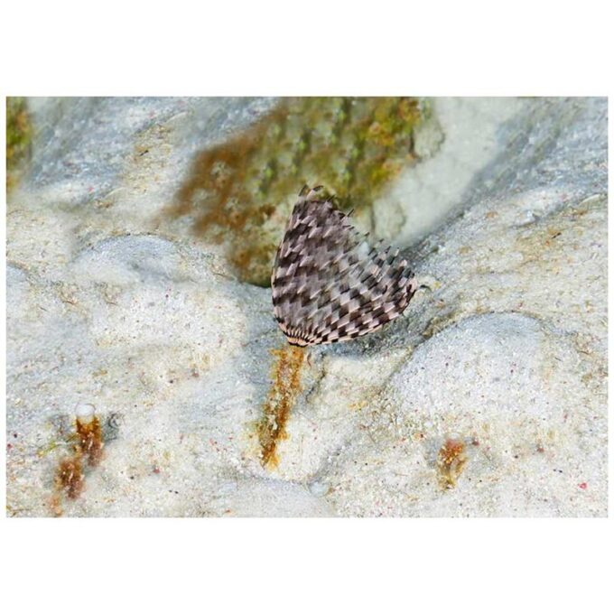 Viermi Sabellid (Sabellastarte indica)