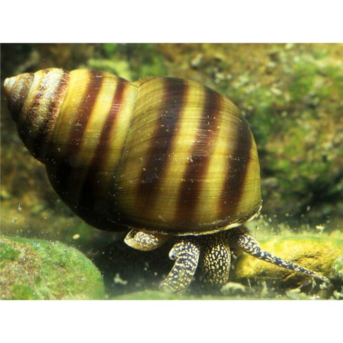 Viviparus viviparus