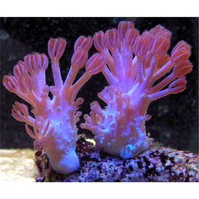 Xenia sp. long blue - Frag