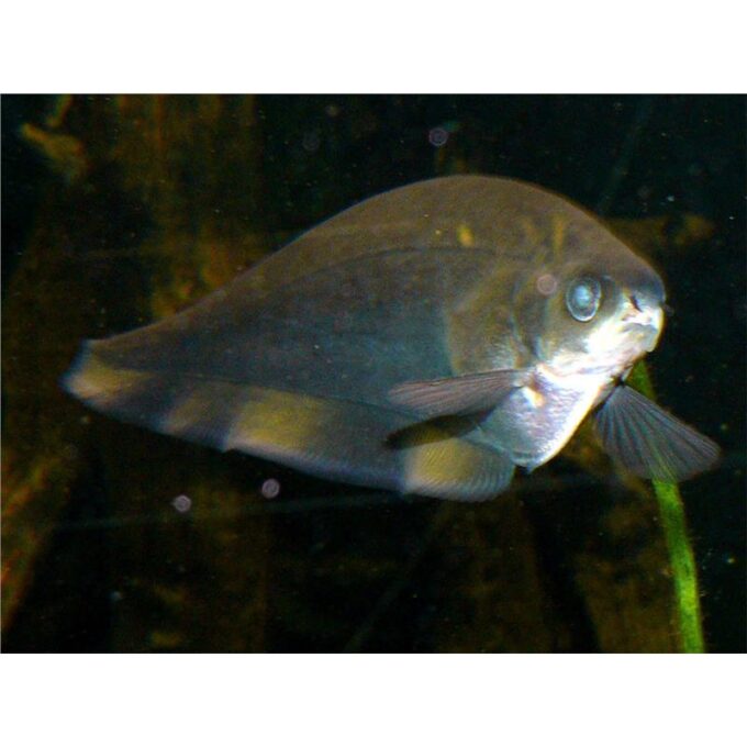 Xenomystus nigri