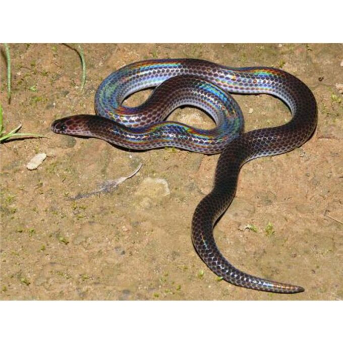 Xenopeltis unicolor