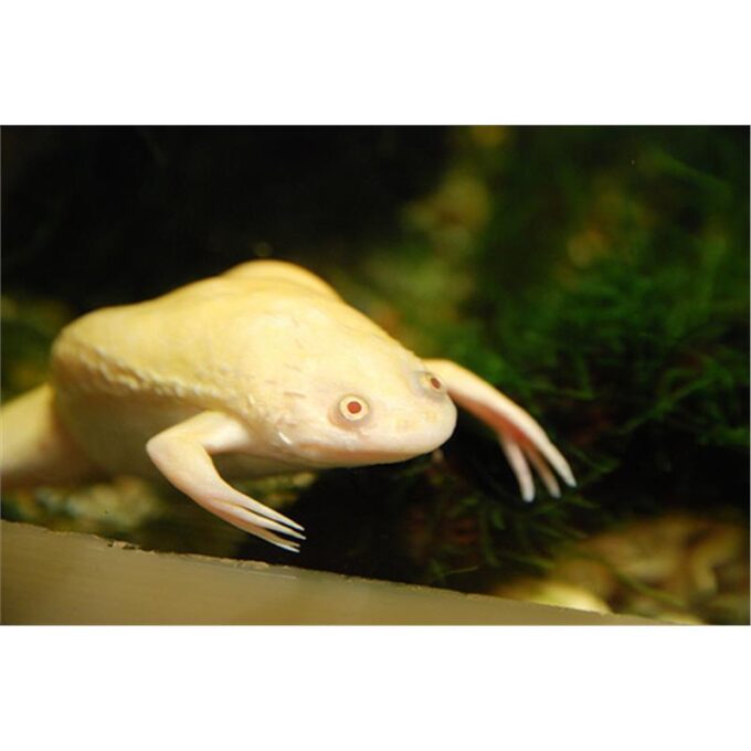 Xenopus laevis albino