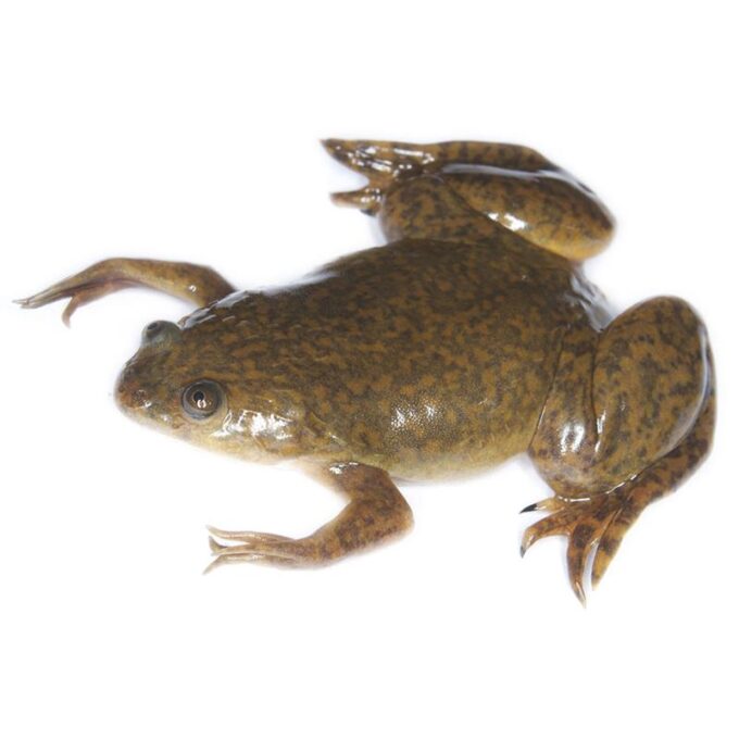 Xenopus laevis