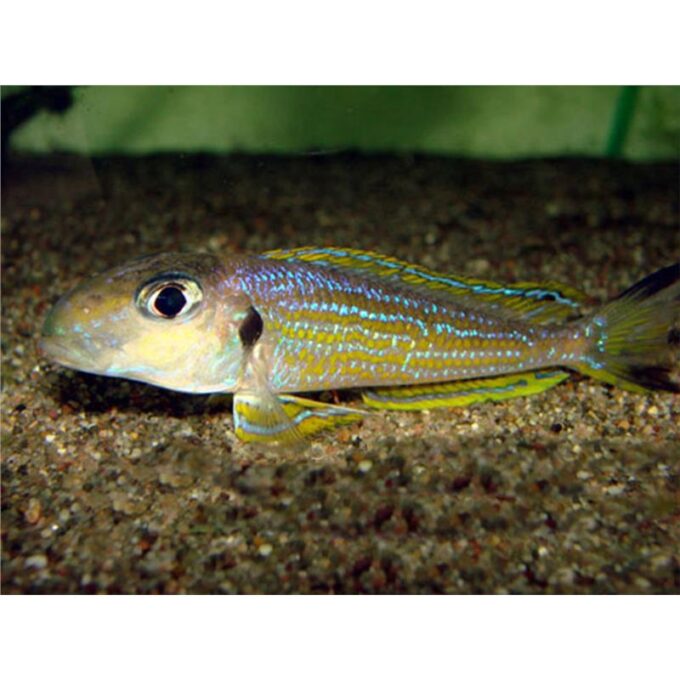 Xenotilapia ochrogenys karilani