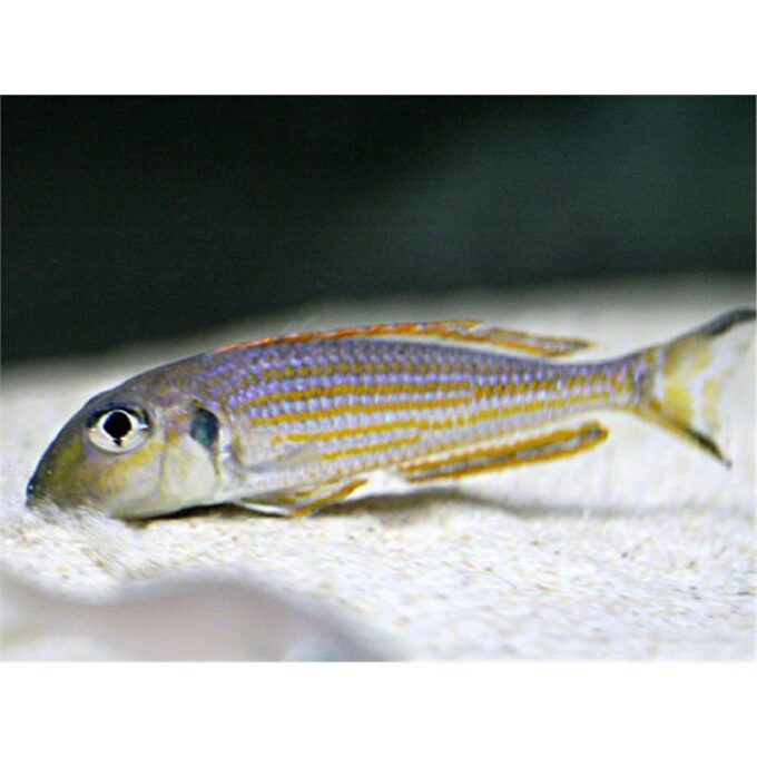 Xenotilapia ochrogenys kigoma