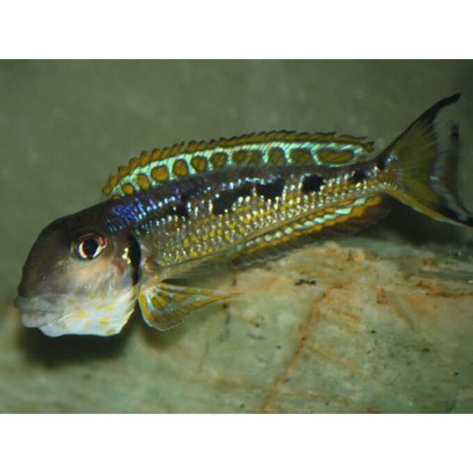 Xenotilapia ochrogenys MZURI