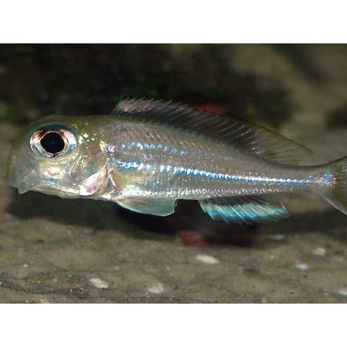 Xenotilapia ornatipinis