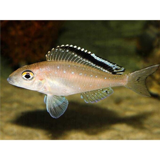 Xenotilapia spilopterus kacheze