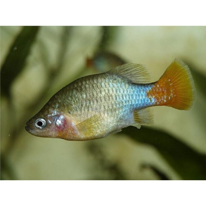 Xenotoca eiseni (Red-Tailed Goodeid)