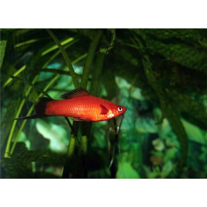 Xiphophorus helleri ada red