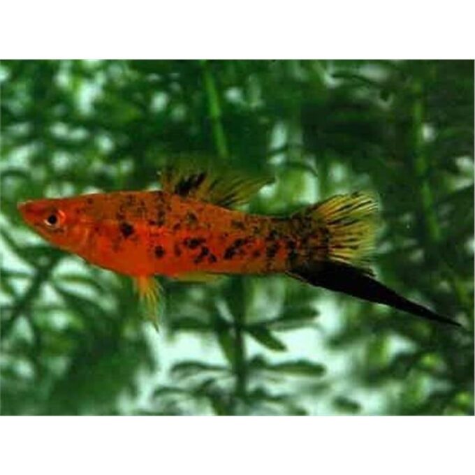 Xiphophorus helleri berlin