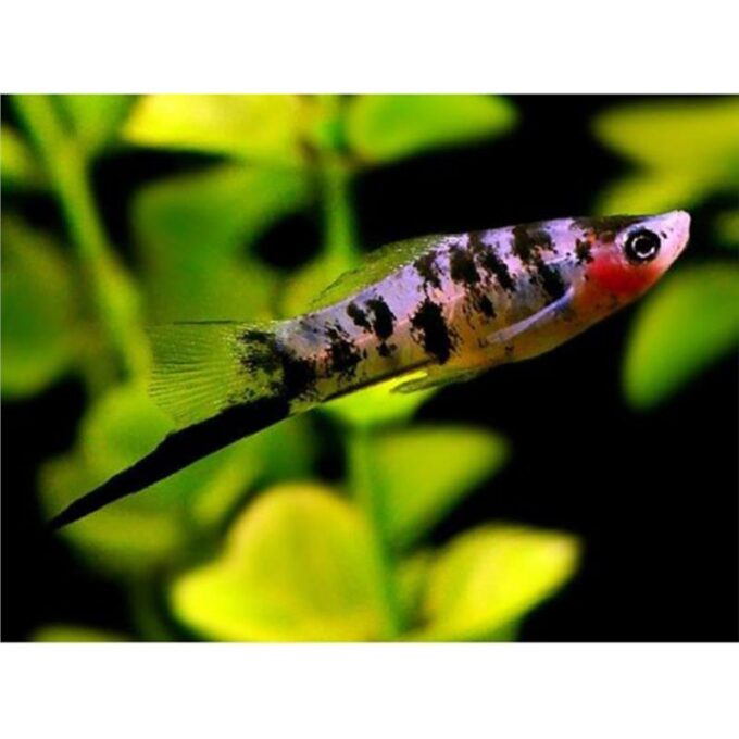 Xiphophorus helleri black marble