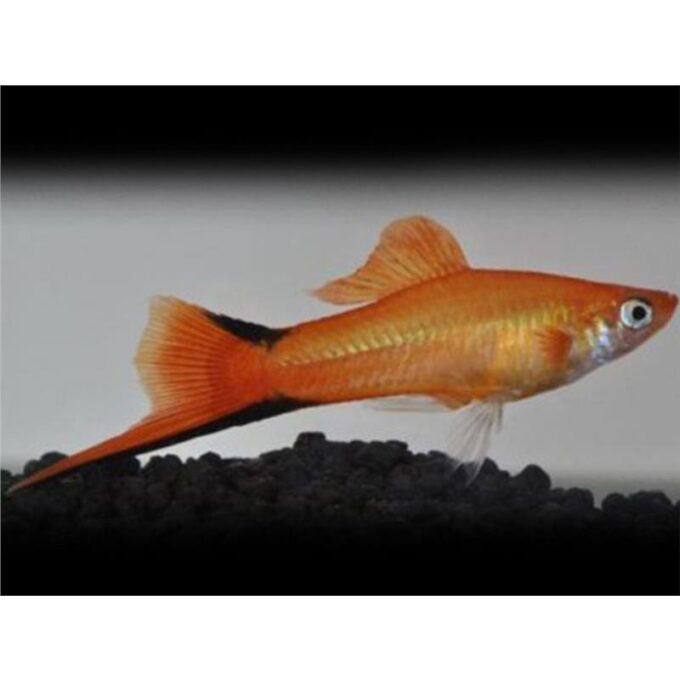 Xiphophorus helleri commet pink