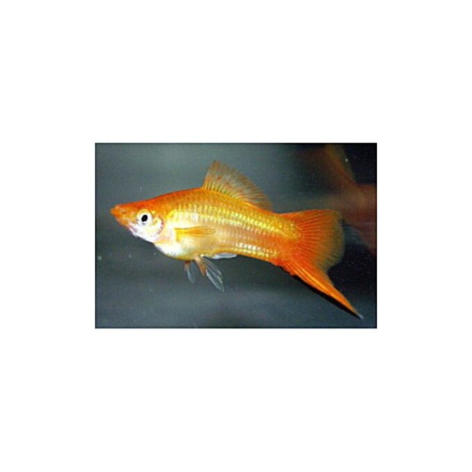 Xiphophorus helleri golden commet