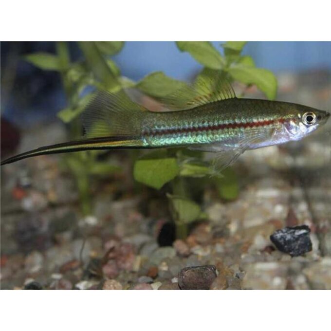 Xiphophorus helleri green