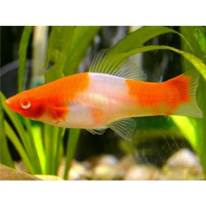 Xiphophorus helleri koi albin