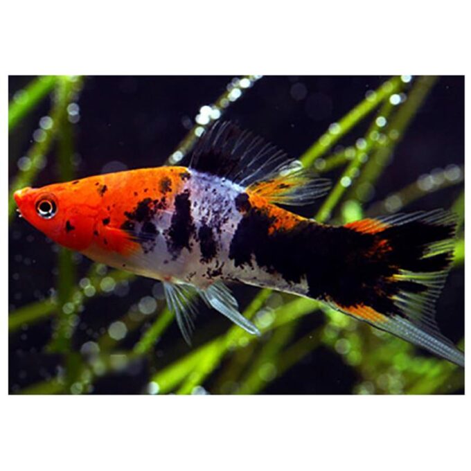 Xiphophorus helleri koi tricolour