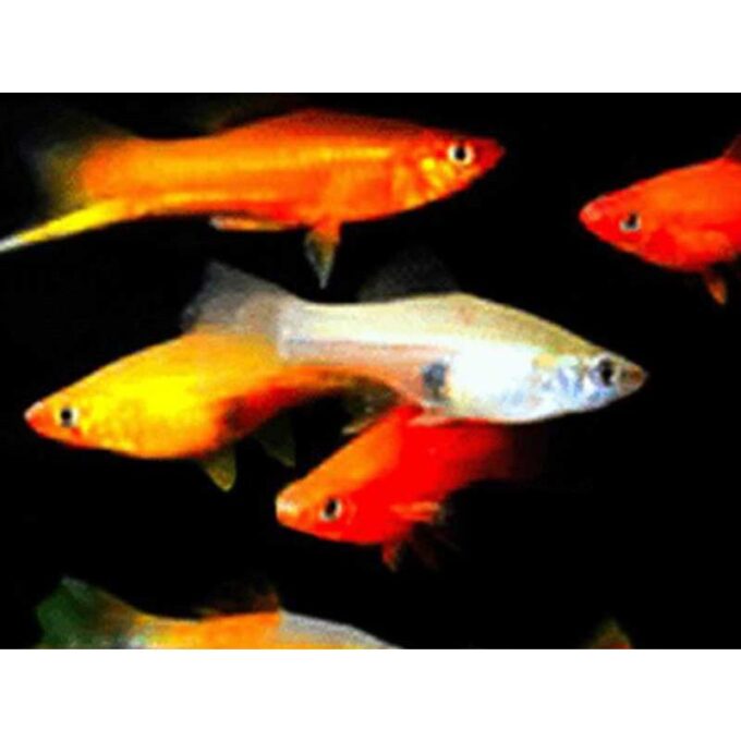 Xiphophorus helleri L mixture