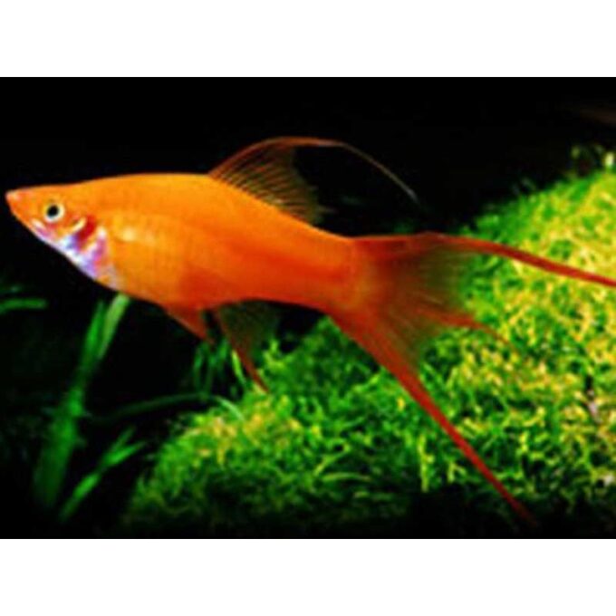 Xiphophorus helleri mary gold lyra