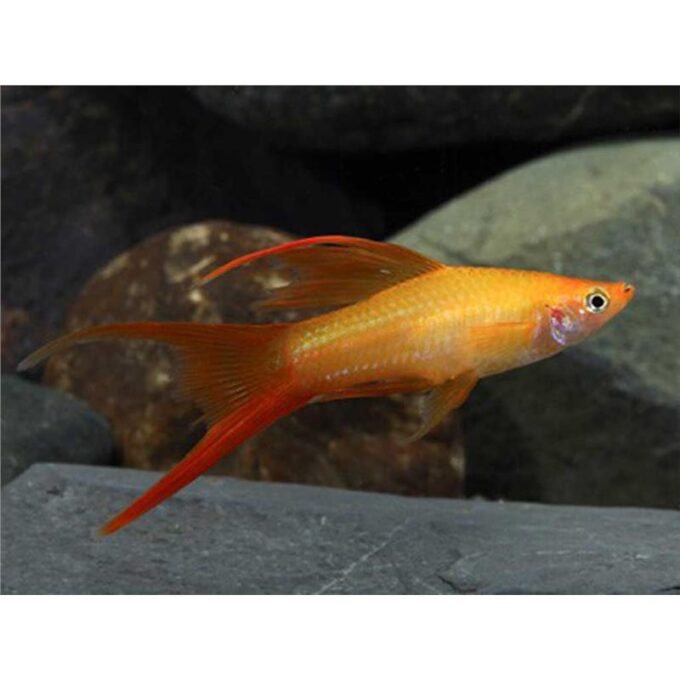 Xiphophorus helleri mary gold