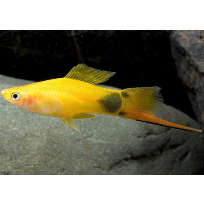 Xiphophorus helleri mickey mouse