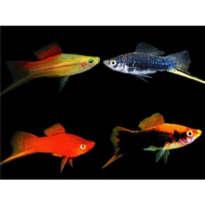Xiphophorus helleri mix berlin  redwg  marygold  red